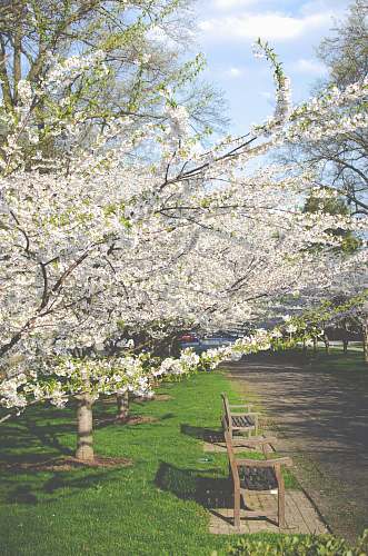 cherry blossom white petaled flowers during daytime blossom